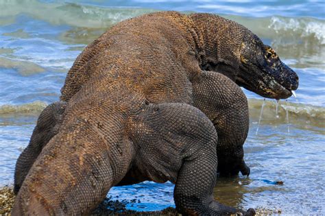Komodo National Park, the last vestige of a Jurassic World of Wonders