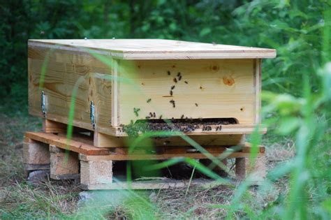 Bienenkiste selber bauen Heimat für wichtigsten Tiere