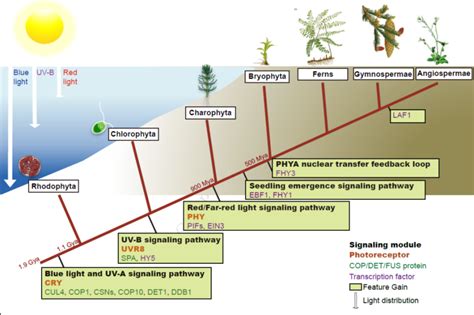 The macroevolutionary history of light signaling ($) (Mol Plant) | Plantae