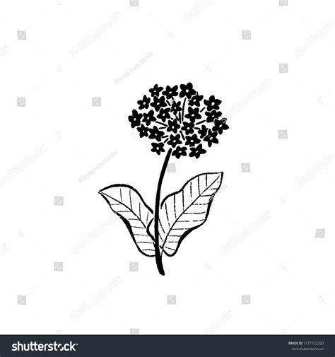Milkweed Stock Vectors, Images & Vector Art | Shutterstock