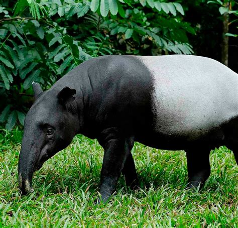 Тапир: описание, где обитает, чем питается, сколько живет