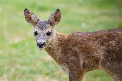 Портрет оленя косули capreolus capreolus молодой дикий олень косули ...