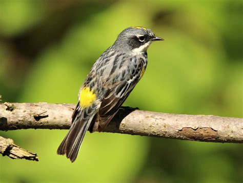 Yellow Rumped Warbler Setophaga Coronata Nyc Bird Alliance
