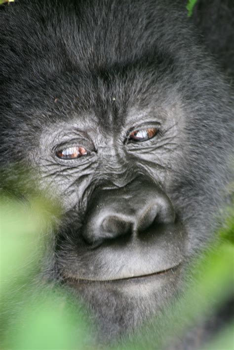 gorilla animal Congo #congo #gorilla #animal #photo | Gorillas in the