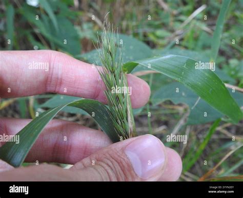 Virginia Wildrye Elymus Virginicus Stock Photo Alamy