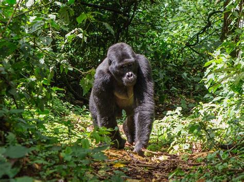 Mountain Gorilla Habitat Loss