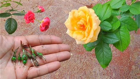 Try Planting Roses How To Grow Roses From Seeds 100 Success Youtube