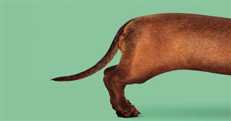 score  wiener dog blurs  edges  character development flypaper