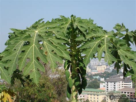 Папайя | Таиланд.FalkTime