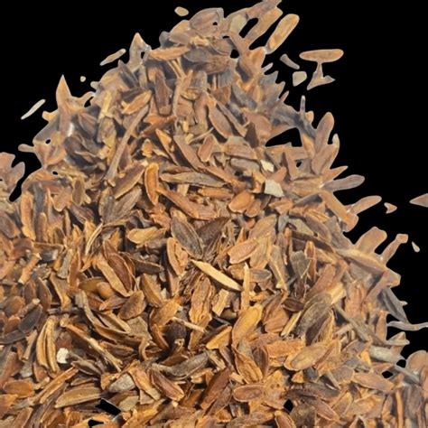 Dwarf Lilac Seeds For Planting Syringa Meyeri Palibin Compact Shrub
