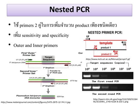 Principle of PCR