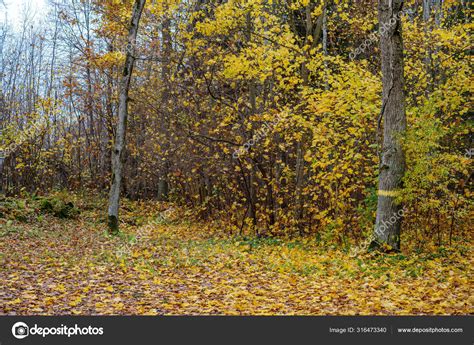 Naked Trees In Autumn Forest Woth Some Orange Leaves Left Stock Photo By Martinsvanags
