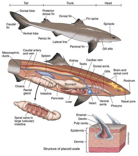 Zoology | Carlson Stock Art | Fish anatomy, Dogfish shark, Marine biology