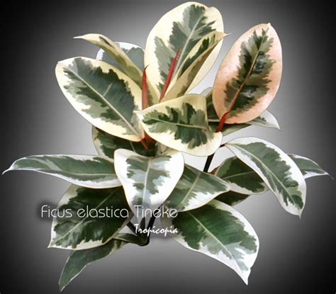 Tropicopia Online House Plant Picture Of Ficus Ficus Elastica