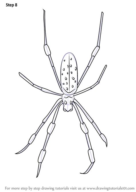 How To Draw A Golden Silk Orb Weavers Arachnids Step By Step
