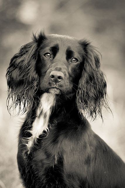 17 Best images about Markiesje on Pinterest | Spaniels, To find out and Puppys