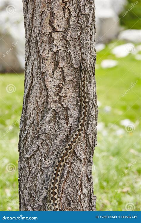 Snake Camouflage. Vipera Aspis Detail on a Trunk Surface Stock Image ...