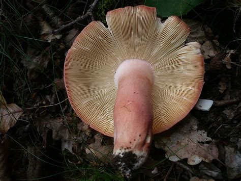 Russula Rosea The Ultimate Mushroom Guide