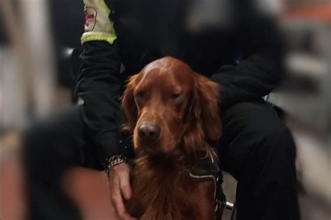 Il Cane Rover Blocca La Metro A Di Roma Entra In Galleria E Atac