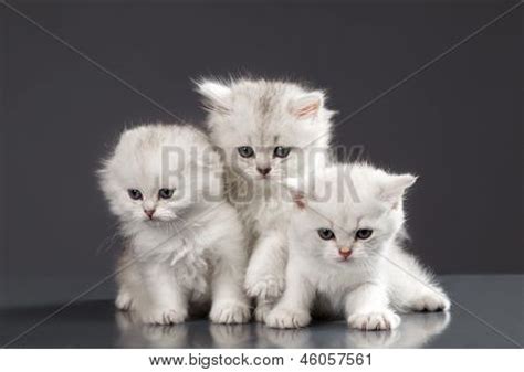 White Persian Pussy Image Photo Free Trial Bigstock