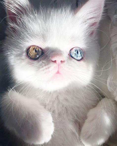 Кошки » Клопик.КоМ