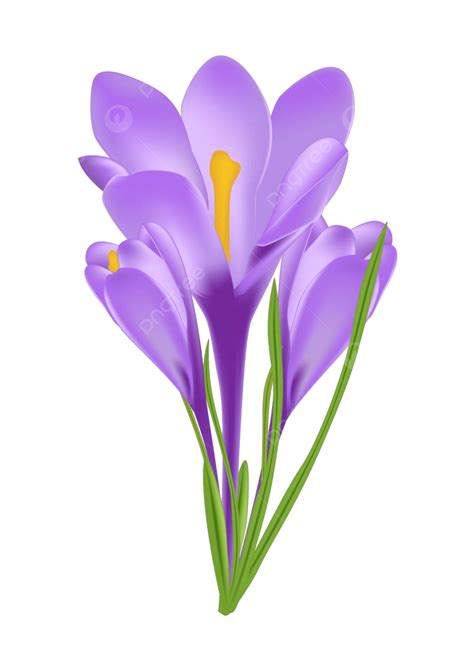 Crocus Flower Vector Illustration With White Background Blossom Crocus