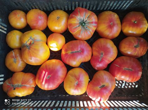 Бурракерские любимцы сорт томата – купить за 80 ₽ | Freshtomat.ru