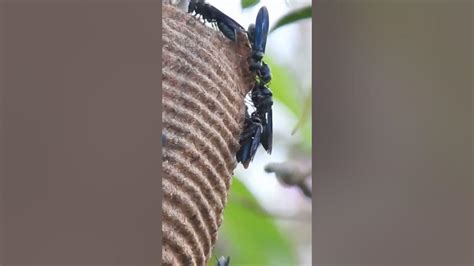 Casa De Marimbondo Tatu - Casa de marimbondo tatu #nature #shorts - YouTube