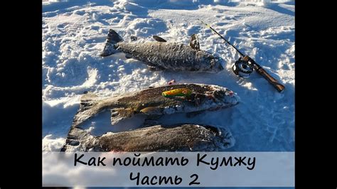 В поисках Кумжи. Часть 2 - как поймать кумжу в Ловозерской тундре ...