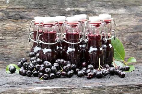 Сок черноплодной рябины полезные и вредные свойства