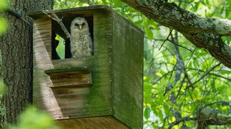 How To Build An Owl S Nest Box For Your Yard Lifehacker