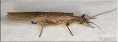 Acroneuria Bugguidenet
