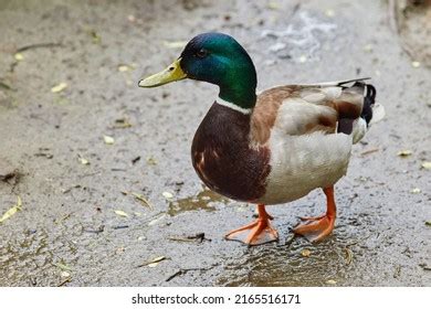 20,501 Duck habitat Images, Stock Photos & Vectors | Shutterstock