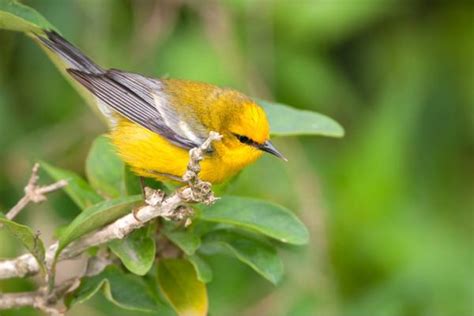 The Most Interesting Blue Birds in the World - Chipper Birds
