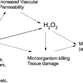 Role of active oxygen species in inflammation. | Download Scientific ...