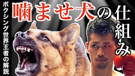 【タブー】ボクシング界の「かませ犬」の仕組みを世界王者が徹底解説！かませ犬と闘い、そしてかませ犬として挑んだこともある江藤光喜のぶっちゃけ話