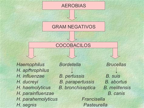 Clasificacion Bacteriana