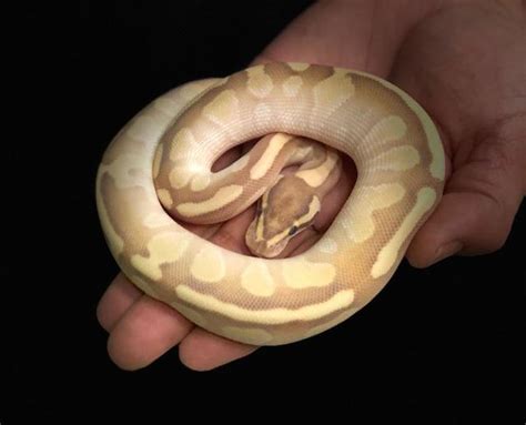 stock enchi fire lesser ball python python regi