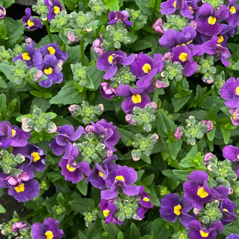 Nemesia Purple Garden Express