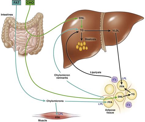 Carbohydrates Are Stored In Fhe Kiver And Musc In The Form Of