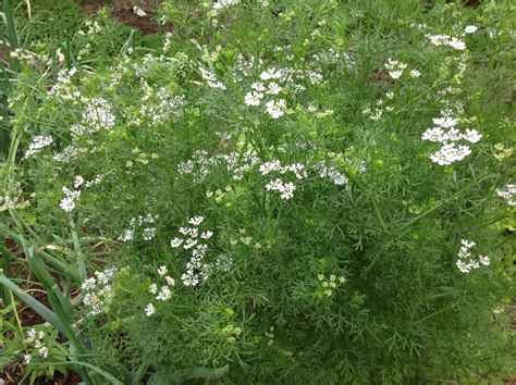 Cilantro Flower