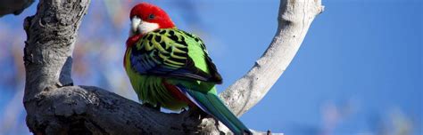 Rosella Care Guide Information And Price Petsoid