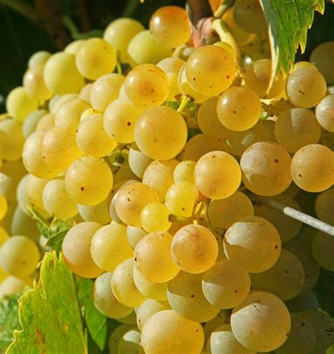 Виноград Восторг: описание, разновидности сорта, фото, отзывы