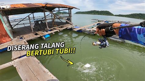 Diserang Penghuni Kelong Ali Bertubi Tubi Chaifishing Youtube