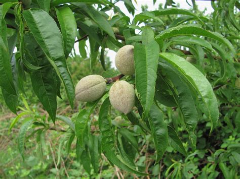 Persica vulgaris - Изображение особи - Плантариум