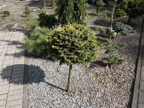 Сосна на штамбе (82 фото) » НА ДАЧЕ ФОТО