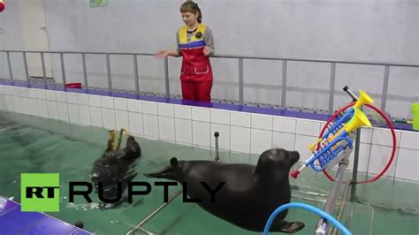 Supercute Baikal Seals Master Sax Playing Seal Playing Sax Youtube