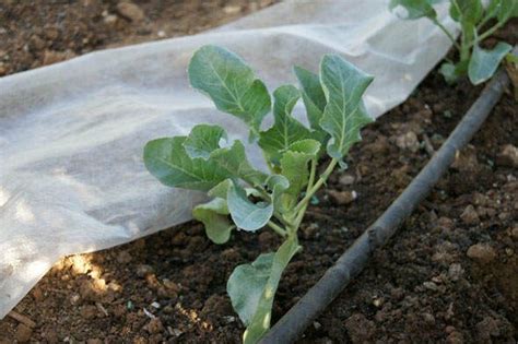 Cuidado Del Envase De La Col Consejos Para El Cultivo De La Col En