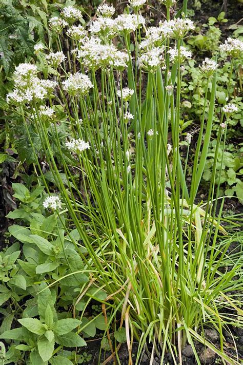 How To Grow Chives In The Herb Garden Gardeners Path