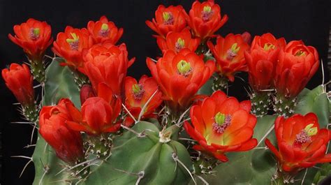 cactus flower nature echinocereus  photo  pixabay